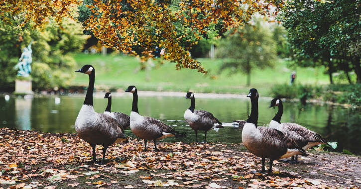 A gaggle of geese sit by lake at Hardwick Park surrounded by autumn coloured leaves.